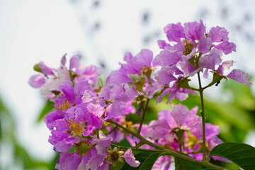 Fototapeta na wymiar Lagerstroemia loudonii flower or Lagerstroemia floribunda. Beautiful blooming pink-purplish-white blooming flowers on the against the bright morning