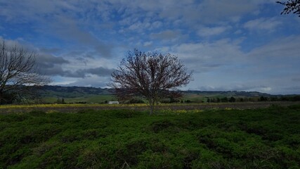 tree in the field under a dramatic cloudy blue sky