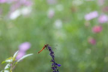 美しい秋の花