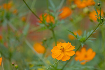 Obraz premium 美しい秋の花