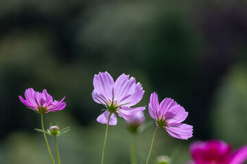 Fototapeta premium 美しい秋の花