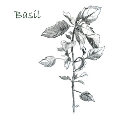 Illustration, pencil sketch. Basil branch. Freehand drawing. Spicy herb.