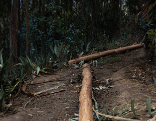 Some cut wood in the forest.