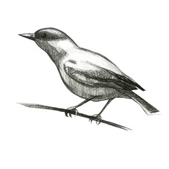 Pencil illustration, oriole. Sitting forest bird drawn with a pencil. - 384487899