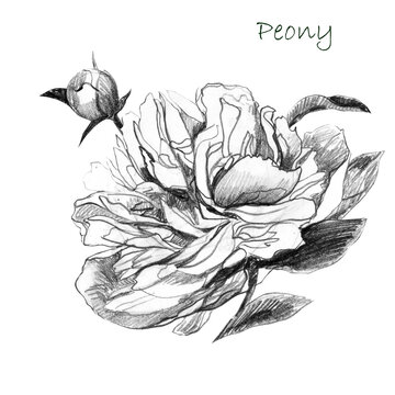 Illustration, pencil sketch. Peony flower. Freehand drawing of a flower.