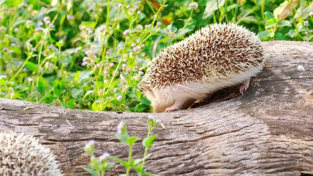 A beautiful dwarf hedgehog is walking on a tree stump and has a beautiful morning green flower and grass background in soft light, Young hedgehog in natural habitat.