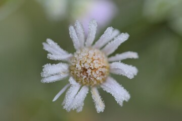 flower in the frost.Chrysanthemum flowers close-up in hoarfrost .Frost on plants. Frost on the flowers. Winter natural plant background in cold tones.November and December