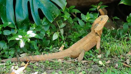 Water Dragon