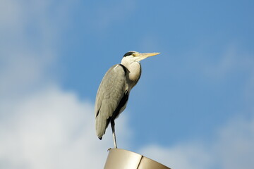 Gray heron on the Streetlamp against the Sky