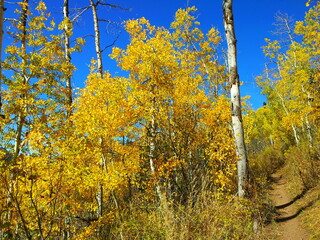 Aspens on fire in the fall along the trail along the Wasatch Mountains