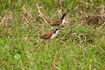 Juvenile wattled jacana in the Pantanal, Brazil
