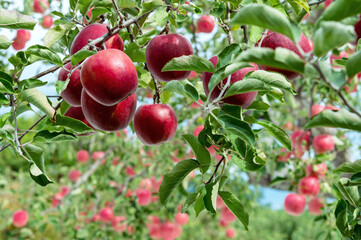 【青森県弘前市りんご】岩木山麓津軽の秋、りんご園は収穫中