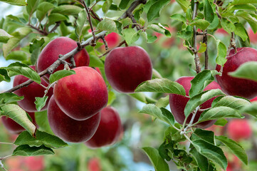 【青森県弘前市りんご】岩木山麓津軽の秋、りんご園は収穫中