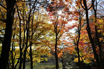 紅葉の風景