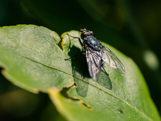 fly on leaf
