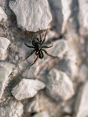 Closeup of a spider