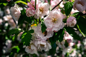 tree blossom