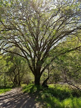 tree in the park