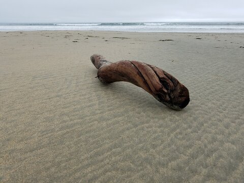 driftwood and sand on the beach