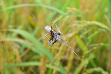 a dragonfly trapped in a spider's web in a rice farm