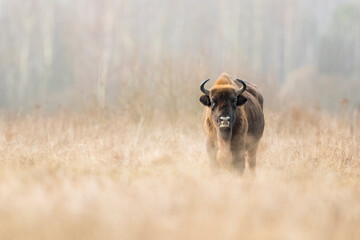 Bison, nature, wildlife, mammal, european bison, wisent, Białowieża forest, meadow, winter, grass, january, field, wild, national park, BIałowieski national park, Poland © Grzegorz