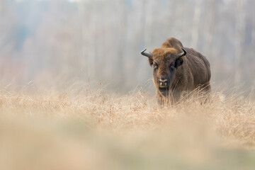 Europen bison (Wisent) on meadows in Białowieża national park