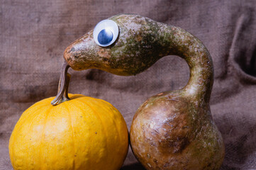 Decorative pumpkin on a sackcloth background. Pumpkin looks like snake. Autumn mood. Halloween concept