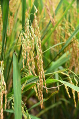 rice plant photo