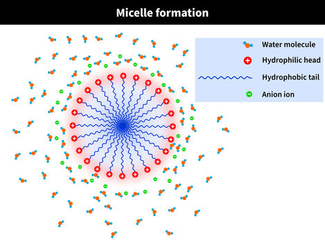 Micelle formation: water, h2o, hydrophilic, tail, hydrophobic, head, ion, aqueous, cation, anion, molecule, positive, negative, charge
