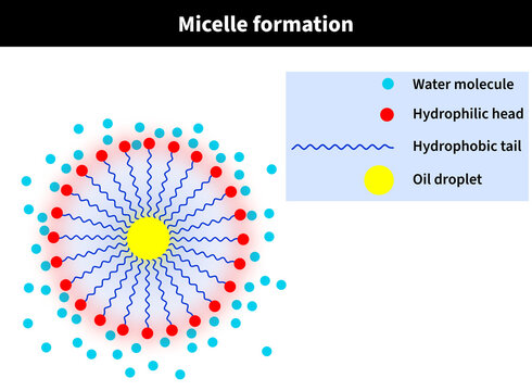 Micelle formation in oil and detergent solution: water, h2o, hydrophilic, tail, hydrophobic, head, cation, anion, molecule