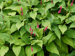 (Persicaria amplexicaulis) Persicaire amplexicaule ou renouée ornementale à épis floraux ou...