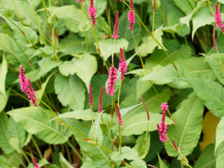 Persicaria amplexicaulis | Persicaire amplexicaule ou renouée ornementale aux fleurs en épis rose...