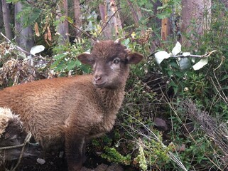 Fototapeta premium Cordero de los andes conocido como Alcalde por tener 4 cuernos.