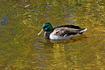 duck in the water