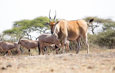 A Giant Eland (Taurotragus derbianus) antelope in Kenya.