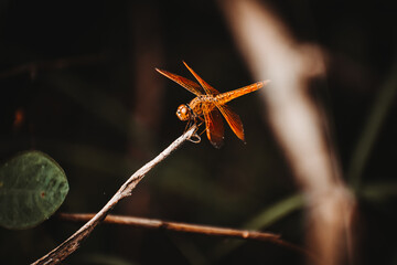 Macro shot of dragonfly in garden. Autumn vibes