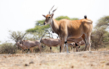 Naklejka na ściany i meble A Giant Eland (Taurotragus derbianus) antelope in Kenya.