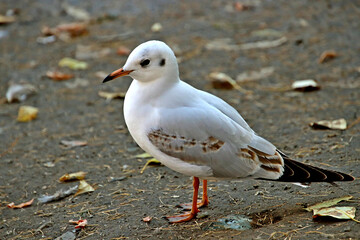 seagull on the beach