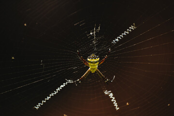 Macro shot of Indian signature spider, it is harmless orb-weaver spider. Autumn colors