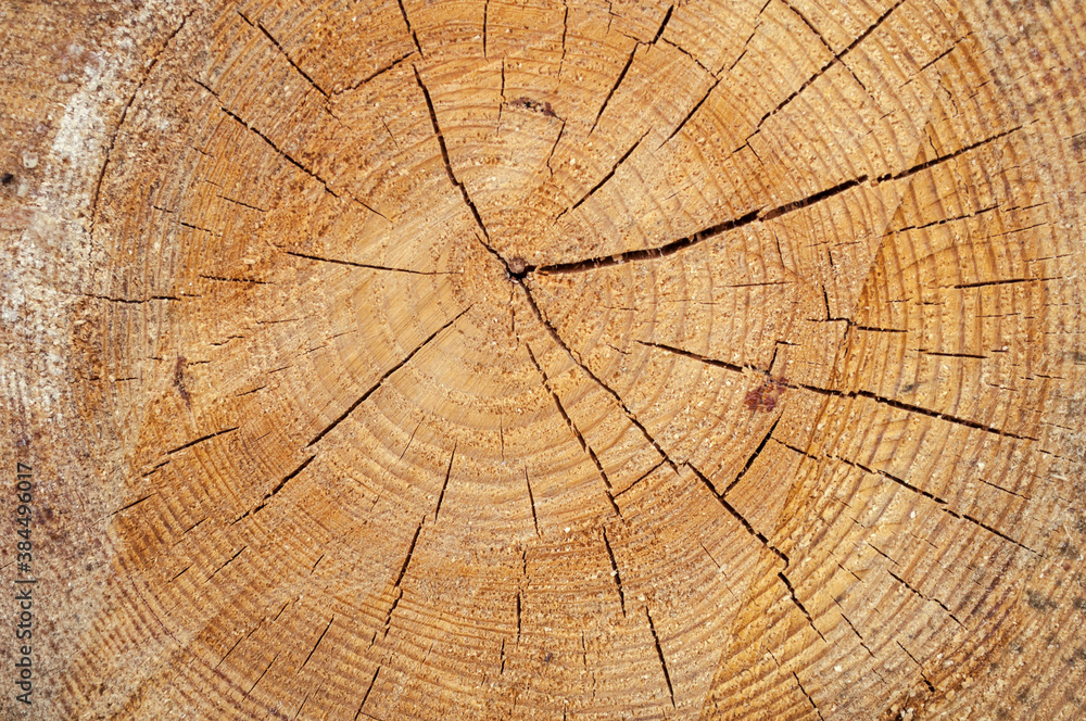 Wall mural section of a log with texture, ring, cracks