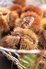 栗拾いで秋の味覚を楽しむ