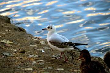 seagull on the beach