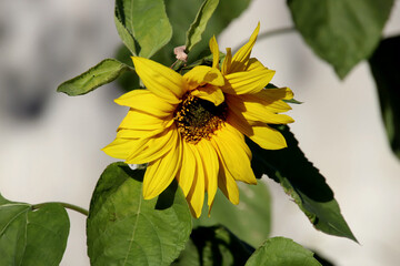 bee on sunflower