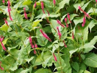Touffes buissonnantes de persicaires amplexicaules ou renouées ornementales à fleurs roses,...