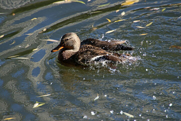 duck in the water