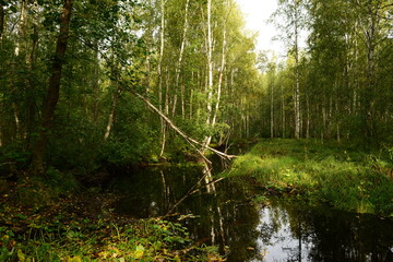 Fototapeta na wymiar Coastal birch forest on a calm autumn morning reflected in the river water