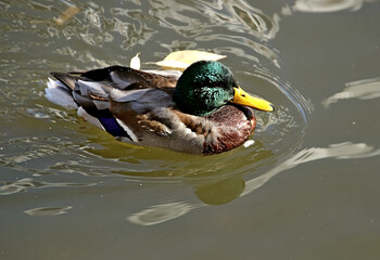 duck in the water