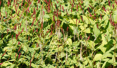 Touffes buissonnantes de persicaires amplexicaules ou renouées ornementales à fleurs roses,...