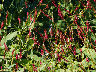 Persicaria amplexicaulis | Persicaire amplexicaule ou renouée ornementale aux fleurs en épis rose...