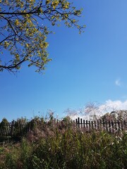 fence, weed, tree and clear sky